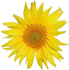 Wiki Logo